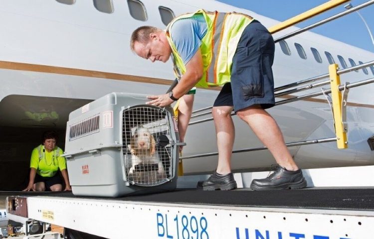 International Pet Transportation